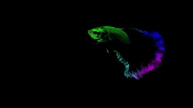 Colorful betta fish Siamese fighting fish isolated on black background. High contrast colors video for compositing and presentation.