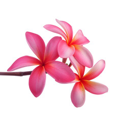 Fototapeta na wymiar beautiful pink plumeria rubra flower isolated on White background