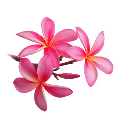 beautiful pink plumeria rubra flower isolated on White background