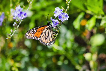 Beautiful side view of a monarch feeding from a colorful bloom.