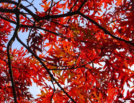 Red Autumn Oak Leaves, Minneapolis, Minnesota