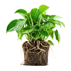A potted houseplant with green leaves and a healthy root system isolated on transparent background. Modern plant with visible roots