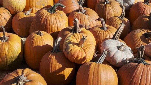 Pumpkins fill the frame, at a quintessential autumn pumpkin patch