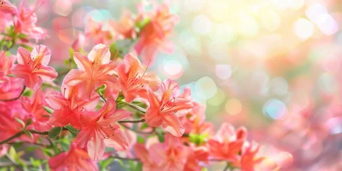 Fotobehang Cluster of pink azalea flowers illuminated by a soft, bokeh light, symbolizing springtime freshness. © tashechka