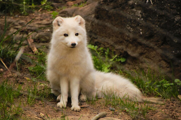 Obraz premium Arctic Fox