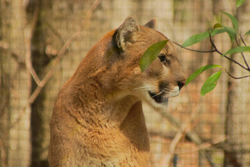 Cougar