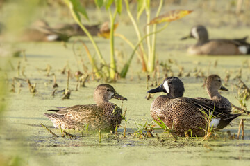 Two blue-winged teal (Spatula discors) ducks in southwest Florida