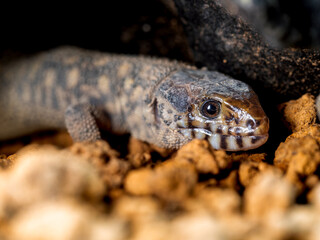 イボヨルトカゲのアップ