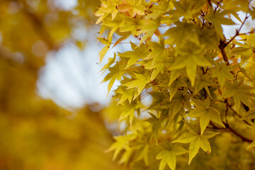 background with yellow maple leaves. autumn background with a place for text.