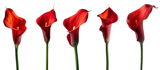 Red Calla lilly on white background