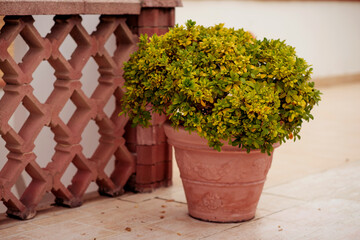 A pot with a plant. A potted bush. Landscape design of urban landscaping. decorative patterns for windows. a combination of plants for decorative planters. landscaping of facades.