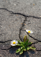 Daisy flower growing from cracked asphalt