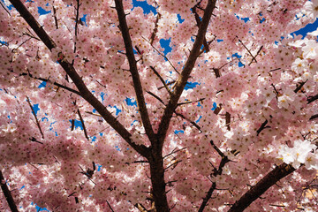 Cherry Blossoms at the University of Washington © Irenee