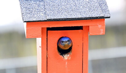 Bluebird peeking out of my backyard birdhouse.