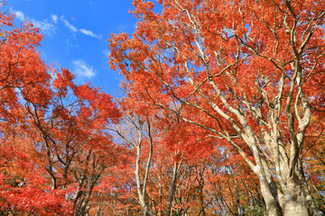 晩秋の紅葉の箱根 桃源台の風景 ( Scenery of Hakone Togendai with autumn leaves in late...