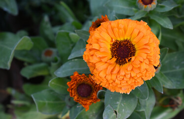 Orange Calendula officinalis flower in garden, Pot Marigold, Ruddles, Mary's gold or Scotch marigold is a flowering plant in the daisy family Asteraceae, Calendula flower closeup