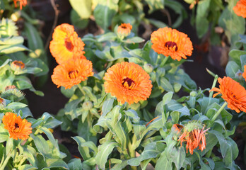 Orange Calendula officinalis flower in garden, Pot Marigold, Ruddles, Mary's gold or Scotch marigold is a flowering plant in the daisy family Asteraceae, Calendula flower closeup