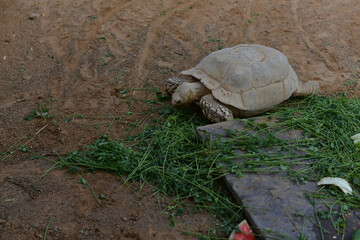 turtle on the ground eat the grass