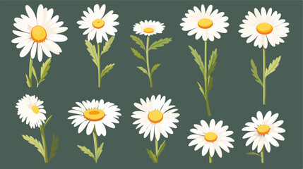 White daisy chamomile. Cute flower plant collection