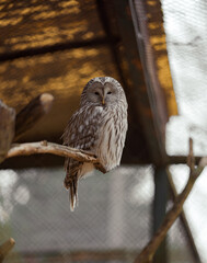 Poznan, Poland, Old Zoo, owl sitting on a branch