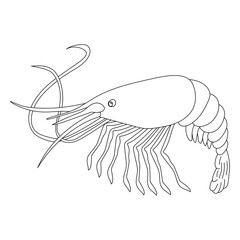 Sea Animal Clipart. Outline Shrimp Clipart