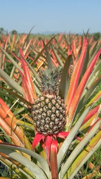 Close-up of a pineapple growing in a plantation field in Chiang Mai, Thailand.