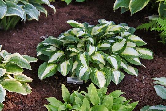 An Enterprise Hosta featuring heart-shaped leaves with dark green and creamy white variegation with tinges of olive green.