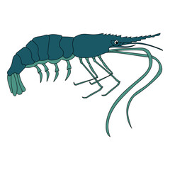Sea Animal Clipart. Colorful Shrimp Clipart