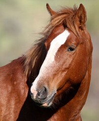 The Beauty of a Wild Horse 