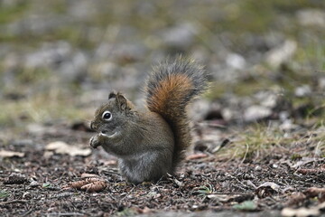 Squirrel eating nut