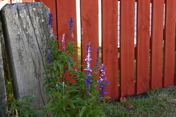 Purple blooming plants next to a red fence