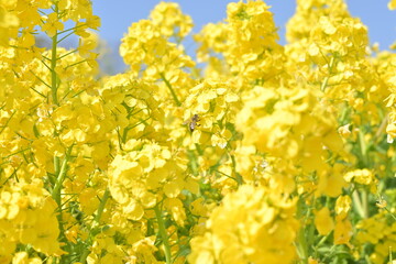 菜の花とミツバチ-神戸総合運動場-2024年3月16日撮影