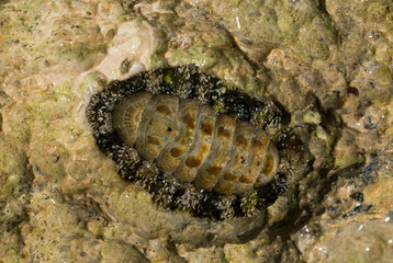 Acanthopleura haddoni, tropical species of chiton. The fauna of the Red Sea. A marine molluscs on a rock.