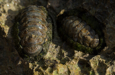 Acanthopleura haddoni, tropical species of chiton. The fauna of the Red Sea. A marine molluscs on a rock.