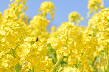 菜の花とミツバチ-神戸総合運動場-2024年3月16日撮影