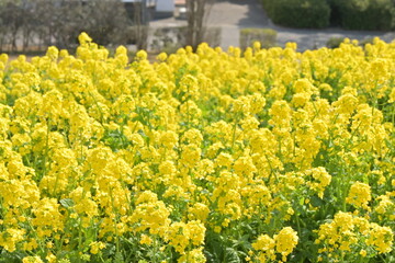 菜の花-神戸総合運動場-2024年3月16日撮影