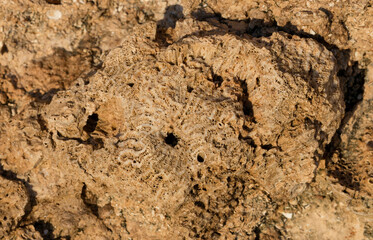 Fossil corals of the Red Sea. Ancient creatures, turned into stone. Reef corals.