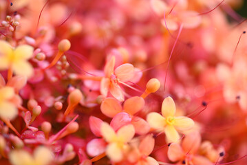 Orange red Ashoka tree flower blooming, Nature background