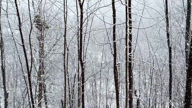 snow flakes in a heavy snowfall the forest tree branches in snow background concept of winter season freezing climate wild white landscape of natural wonderful scenic hiking travel to Hyrcanian forest