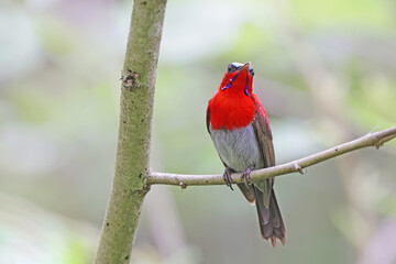 The Crimson Sunbird on a branch in nature