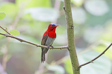 The Crimson Sunbird on a branch in nature