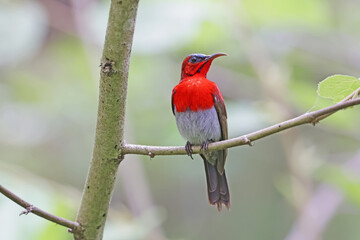 The Crimson Sunbird on a branch in nature
