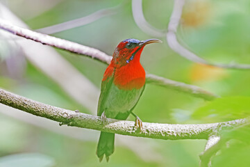 The Crimson Sunbird on a branch in nature