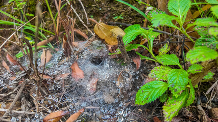 Fototapeta premium Dew-kissed spider web with tunnel-like entrance nestled among vibrant green foliage and autumnal leavesperfect for natural backgrounds or educational content on ecosystems, Earth day concept