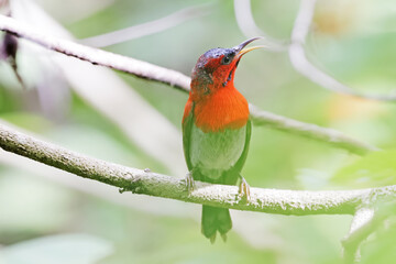 The Crimson Sunbird on a branch in nature