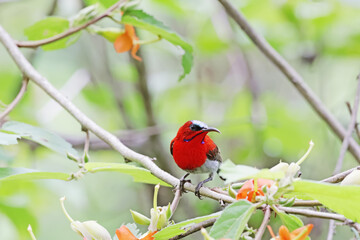 The Crimson Sunbird on a branch in nature