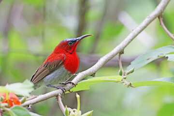 The Crimson Sunbird on a branch in nature