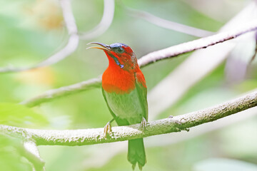 The Crimson Sunbird on a branch in nature