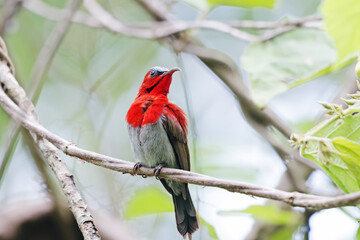 The Crimson Sunbird on a branch in nature