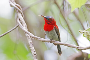 The Crimson Sunbird on a branch in nature